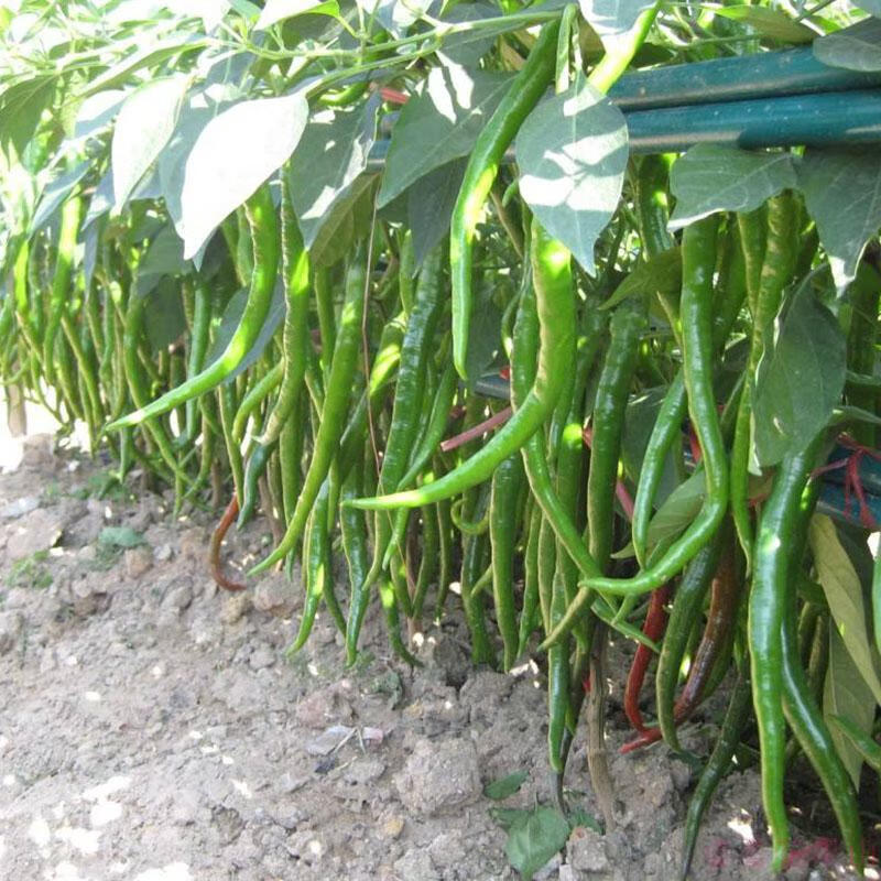 现摘自种新鲜特辣长线椒大青线椒尖椒做腌制1斤