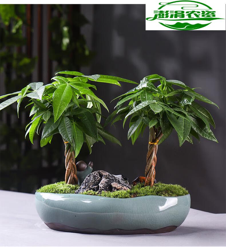 精编五辫发财树微景观桌面辫子植物办公室内盆栽绿植鱼七秒并蒂芙蓉两