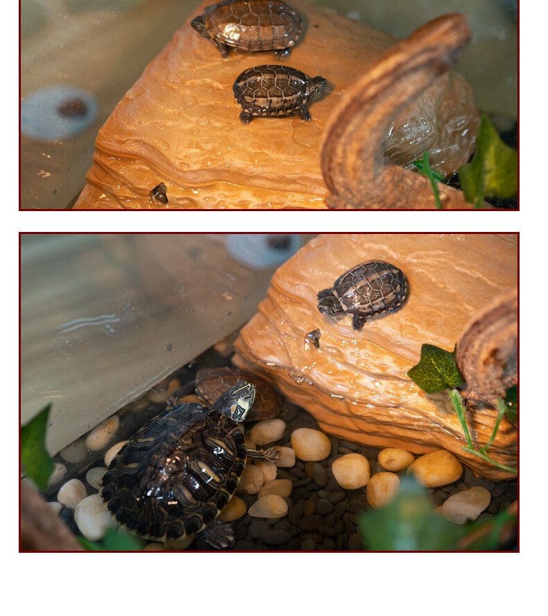 乌龟缸晒台带过滤造景摆件水陆龟缸布景爬坡台仿真水草假山晒背台