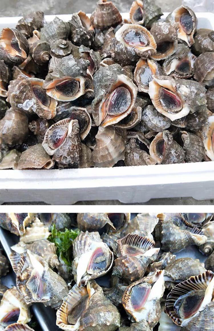 鲜源澜湾青岛大海螺海螺14斤鲜活海螺大海螺麻辣海螺现挖海螺海鲜贝类