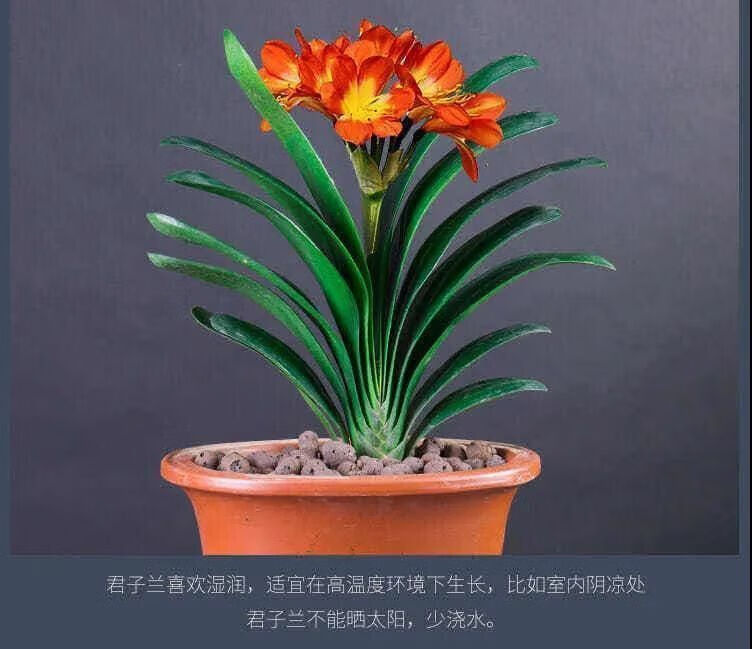 君子兰花君子兰盆栽君子兰苗四季常青植物蝴蝶兰花 红太阳君子兰 专用