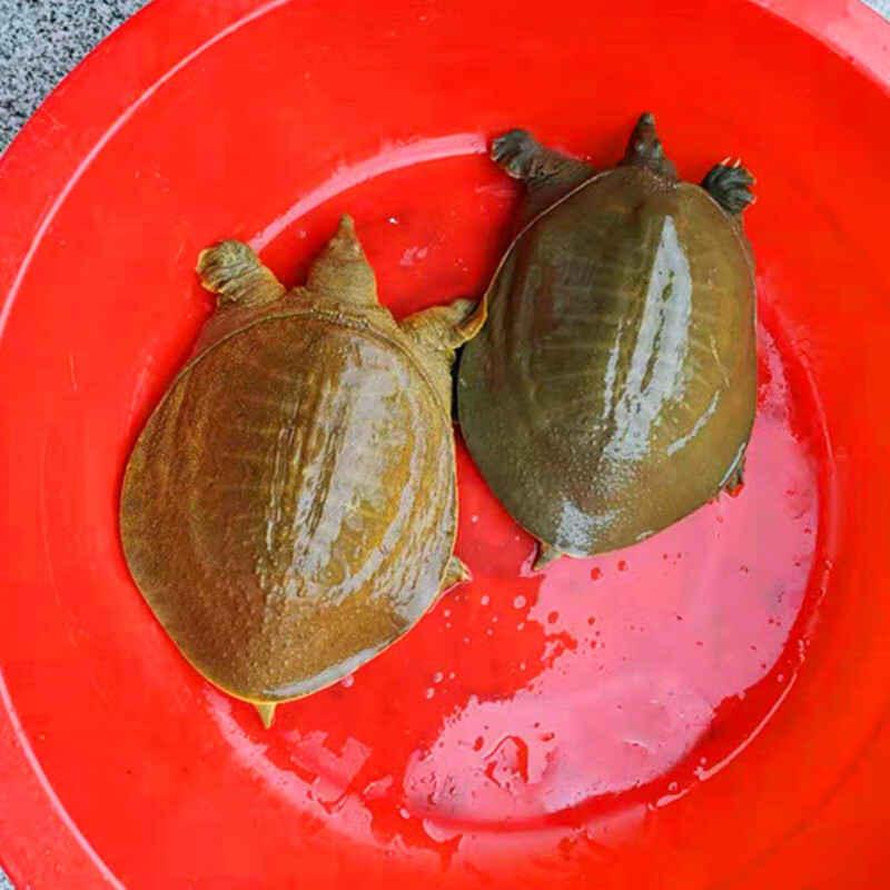 甲鱼活体王八海鲜活精品食用老鳖团甲鱼青黄色生新鲜水产3斤野外甲鱼4