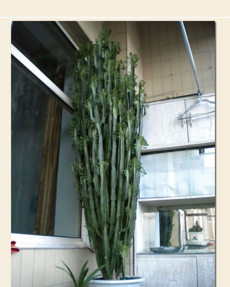 御卉阁仙人柱量天尺仙人掌盆栽花卉龙骨盆栽植物擎天柱仙人尺盆栽1米