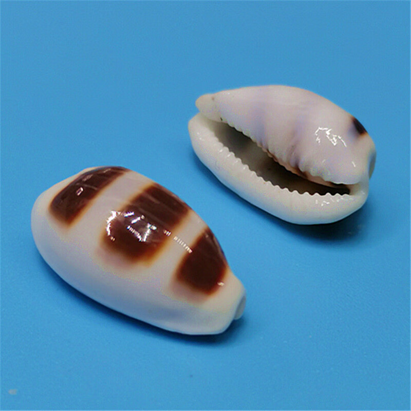 天然海螺贝壳稀有宝螺标本鱼缸水族造景装饰地中海家居收藏小摆件精致