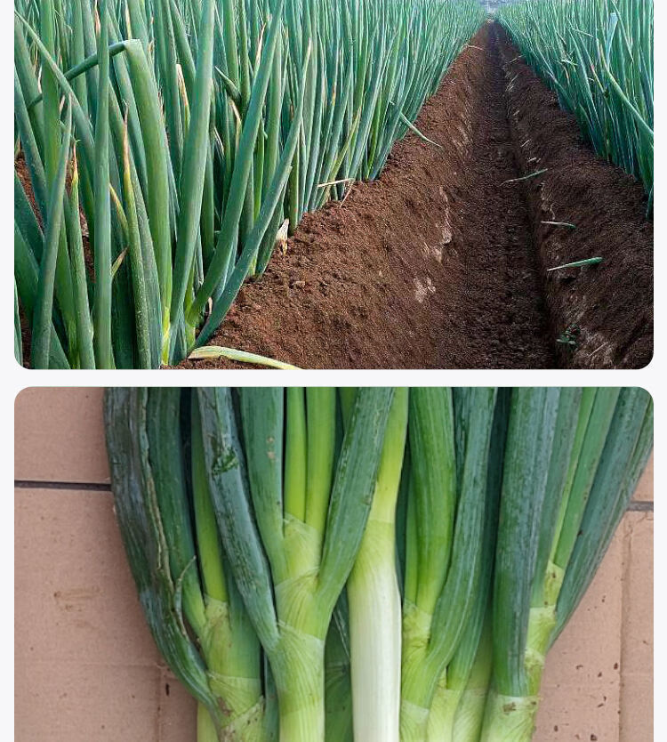 大葱山东铁杆大葱安丘大葱香葱绿葱产地现挖现发 净重5.