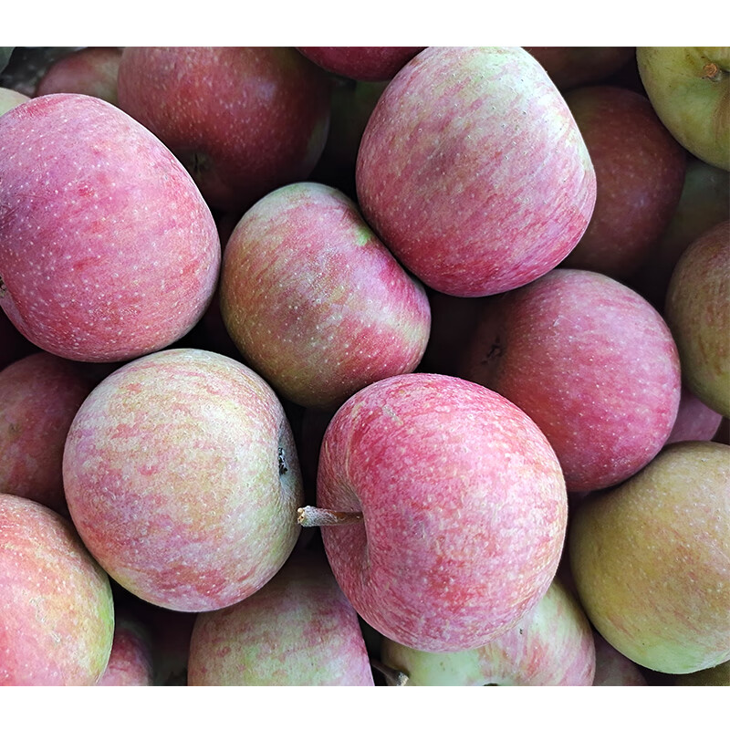 京绽国光苹果新鲜应当季时令水果小甜萍果东北特产整箱5斤装