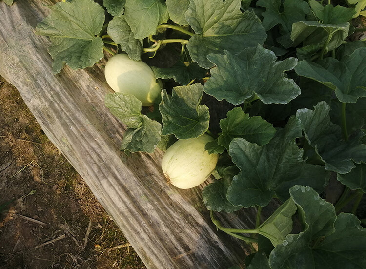 轻恋南汇特产青皮绿肉香瓜蜜瓜当季新鲜水果 10斤【图片 价格 品牌