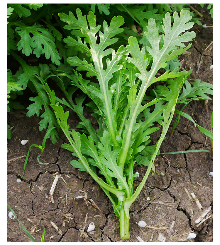 中葉茼蒿種子種籽菜種孑農家四季南方陽臺盆栽蔬菜青菜菜籽籽種皇帝菜