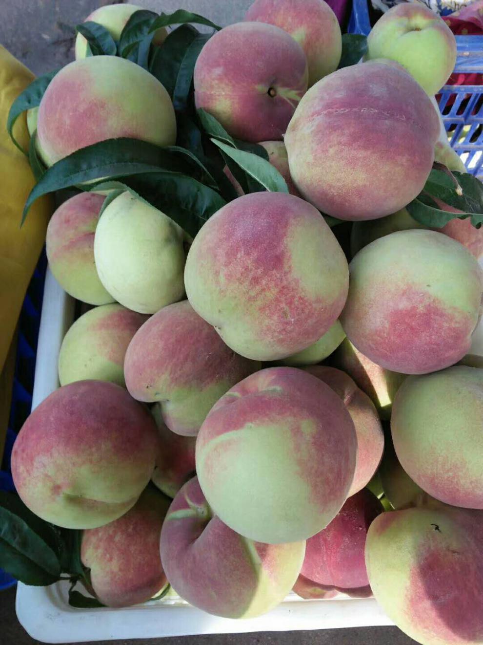 山东青岛崂山桃子大果新鲜水果水蜜桃寒露蜜硬脆甜秋桃特产顺丰速运