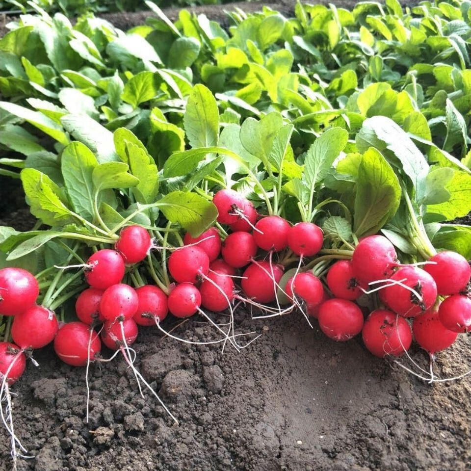 东北新鲜樱桃萝卜红皮迷你小水萝卜小红圆萝卜生吃脆甜蘸酱菜三斤