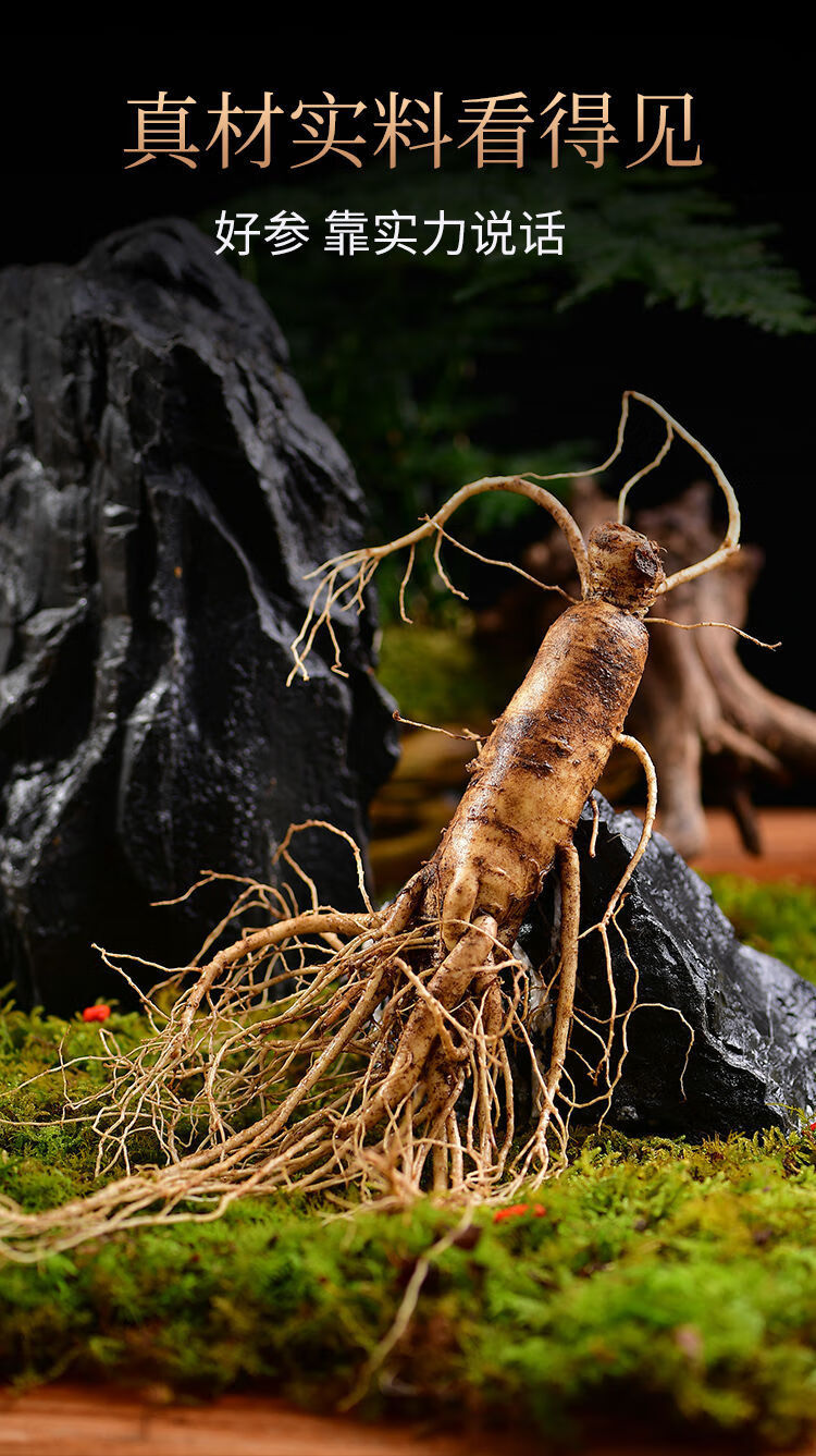 大鲜人参长白山人生新鲜人参山参带土现挖煲汤泡酒料单支50克特大参可