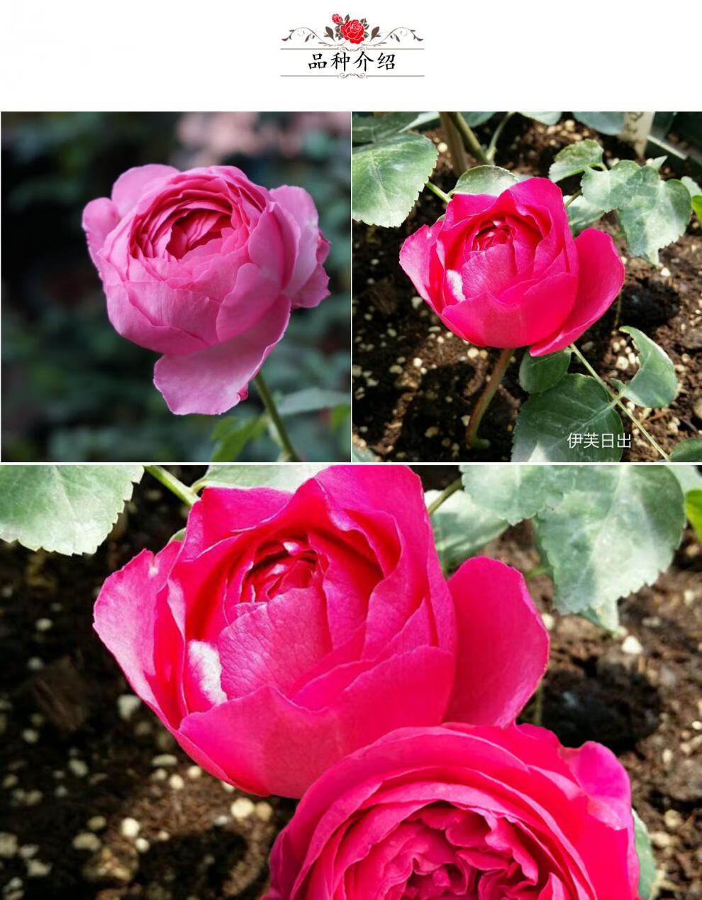 畷园 伊芙日出浓香切花大花月季花苗四季勤花绿植盆栽玫瑰花卉阳台