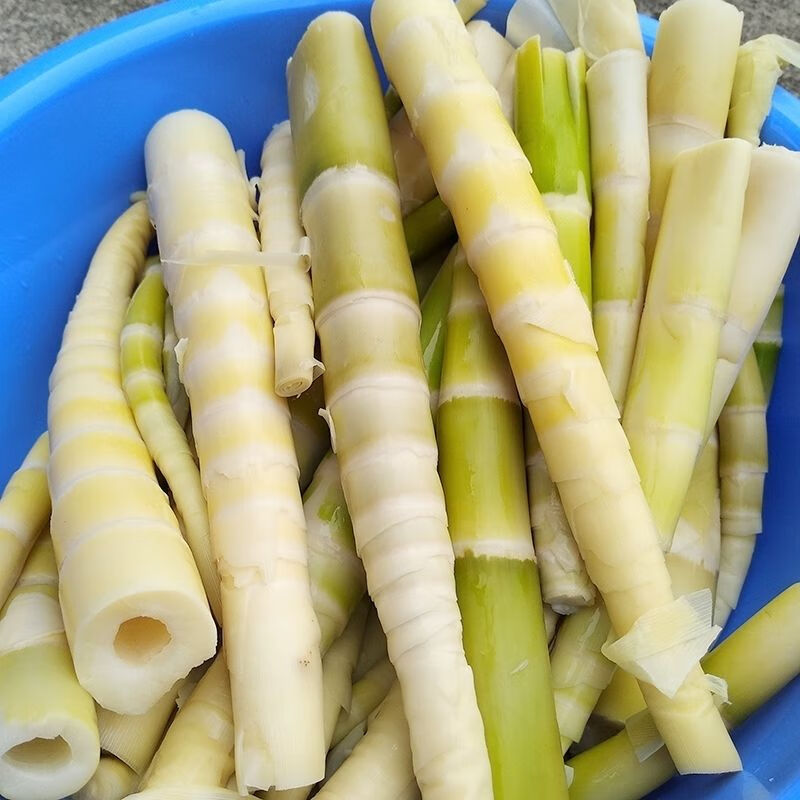 去皮苦笋广西新鲜春笋山竹笋雷笋竹笋酿冬笋新鲜苦笋清水苦笋2斤装