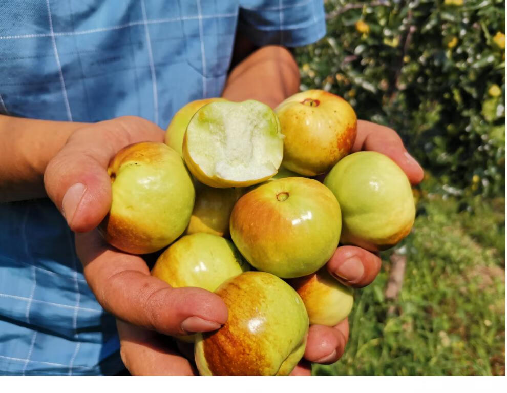 颜曼箐 云南扁枣蜜枣高原蟠枣冬枣青枣新鲜枣水果 酥脆甜 肉厚核小2斤