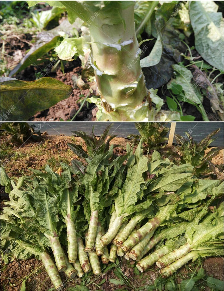 花嫁衣四川種都紅色萵筍種子紅皮萵苣農家蔬菜種子耐寒晚秋冬四季播