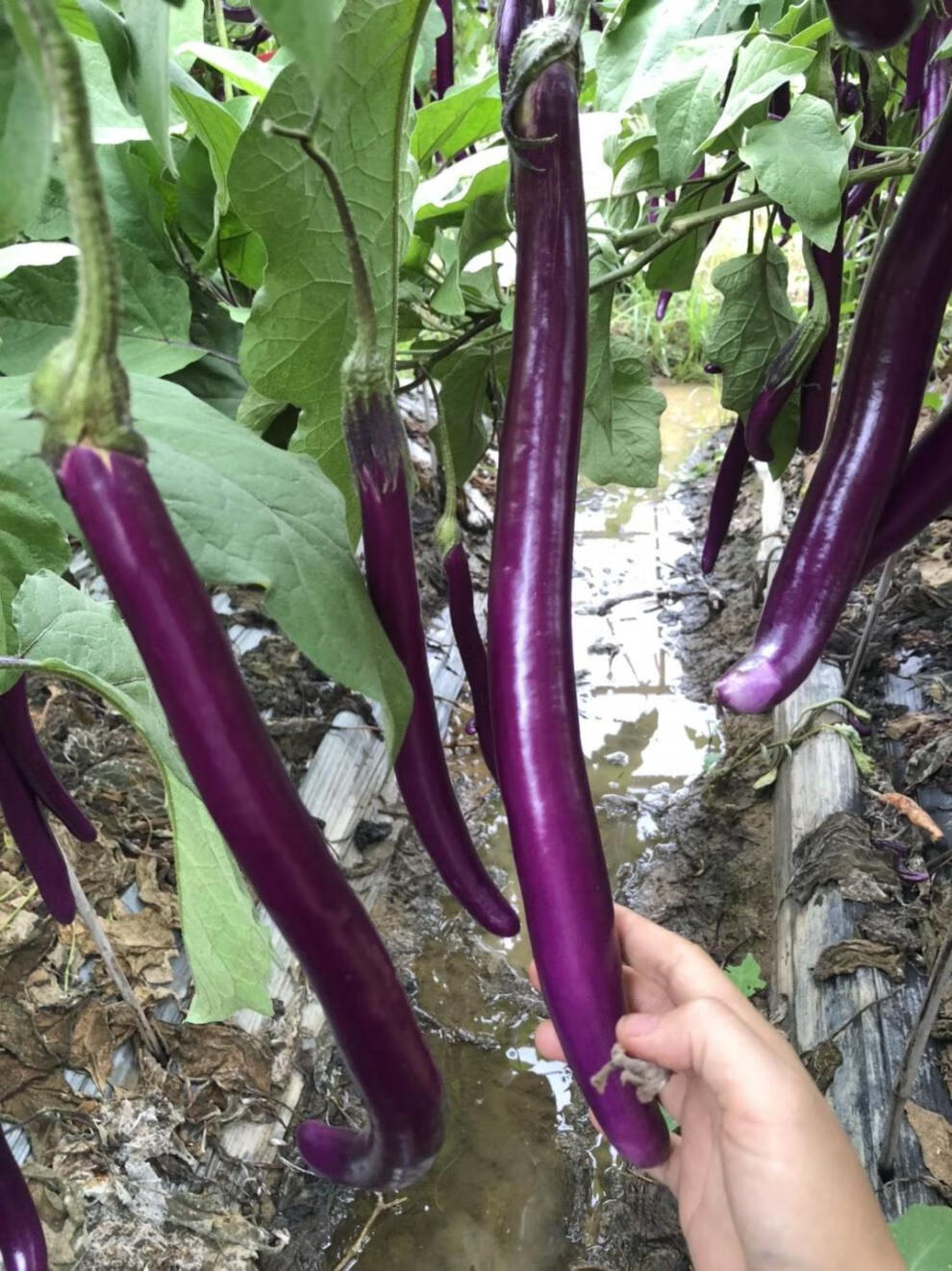 杭茄一号长茄蔬菜,紫长线茄,茄瓜,精品线茄子,圆