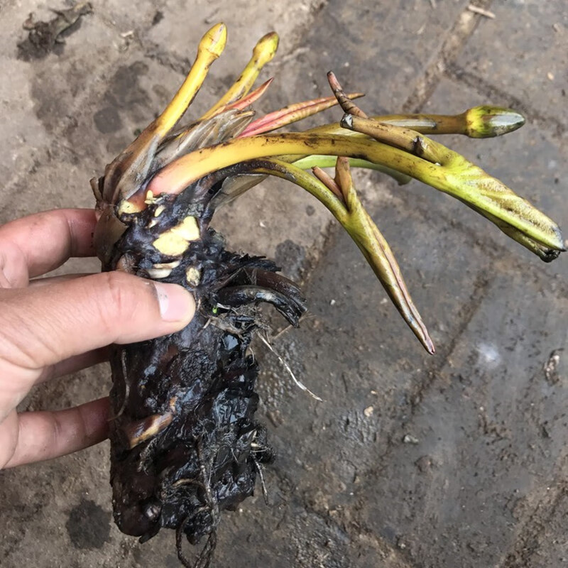 黎昕大睡莲根块池塘睡莲花水培植物四季莲花盆栽水养花卉荷花睡莲根茎
