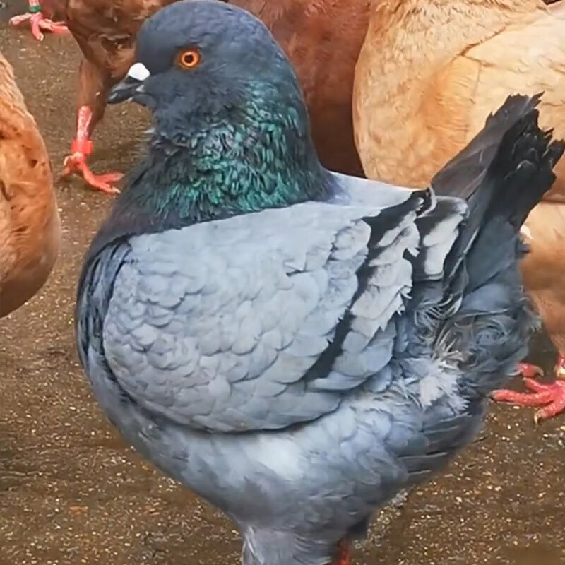 活体纯种元宝鸽子特大体正宗观赏鸽一对巨型元宝成年