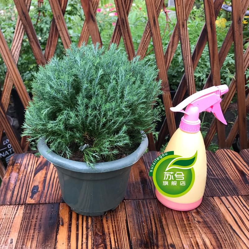 皮球松盆栽松柏球球形的柏树室内外绿色小植物皮球松一盆不含盆