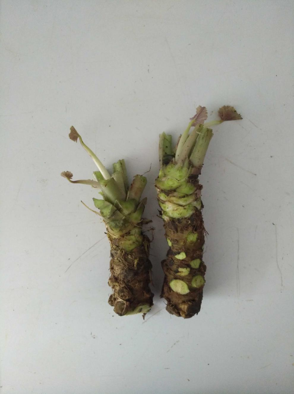 新鲜山葵3035根500克首购磨鲜芥末寿司泽癸小号山葵