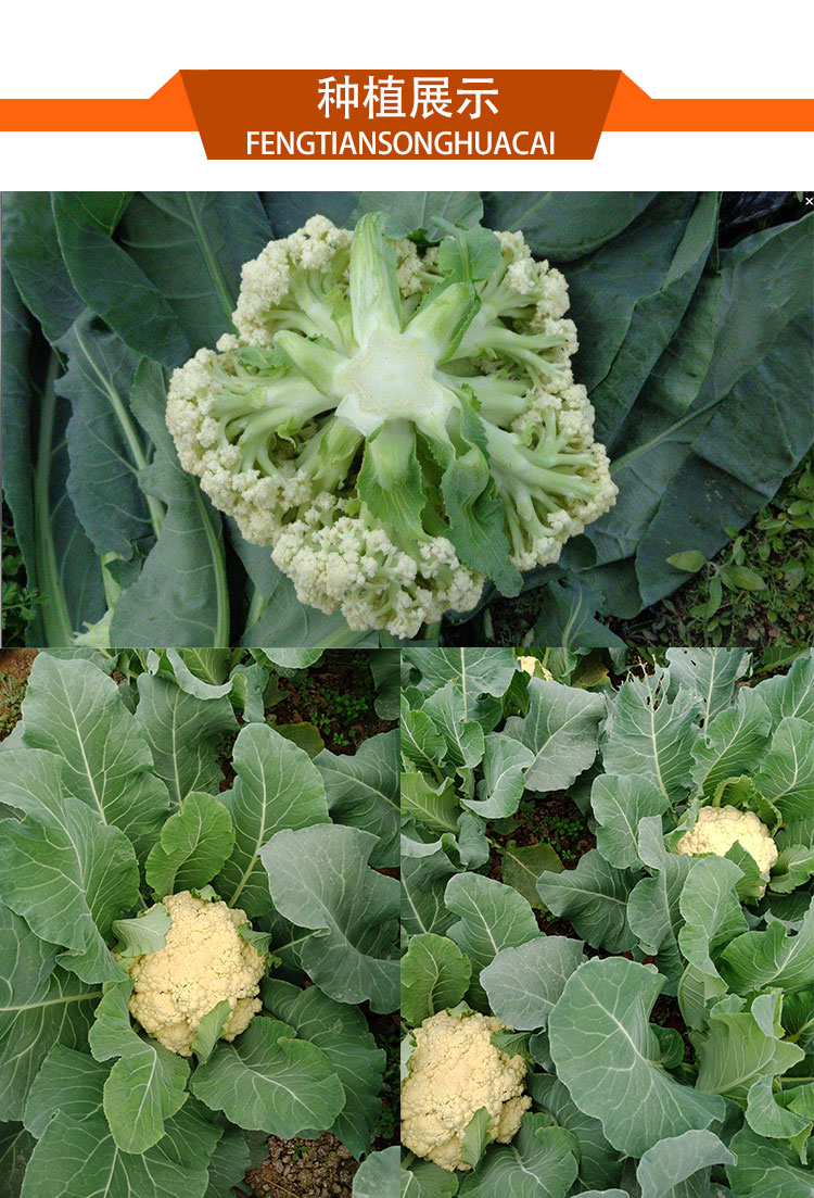 花菜种子青梗松花菜花椰菜有机菜花春秋季播厂家四季蔬菜籽孑苗 松花