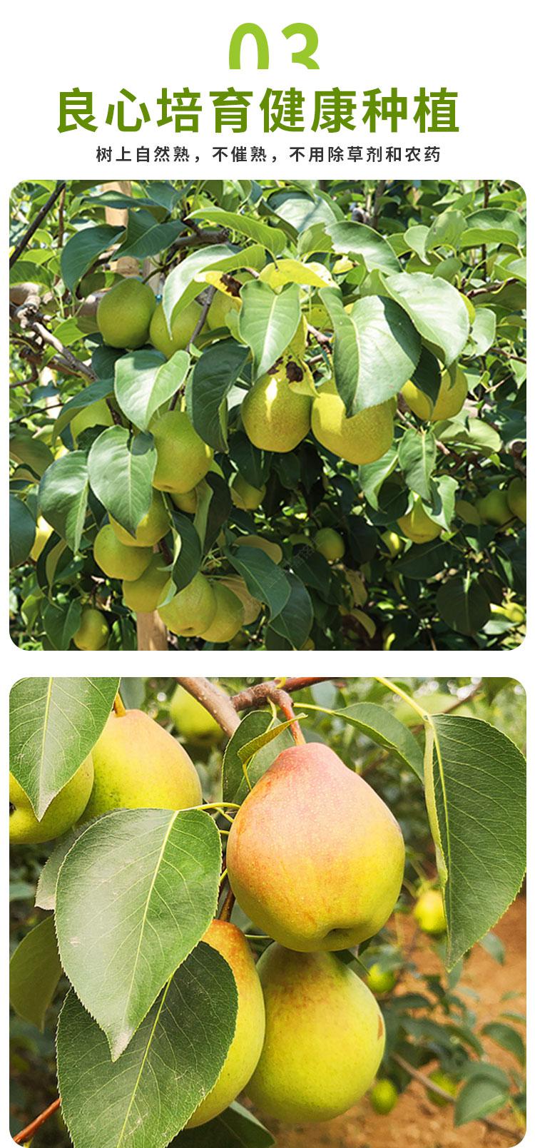 新鲜小香梨5斤当季水果多汁香甜母梨孕妇小梨子精品中果5斤