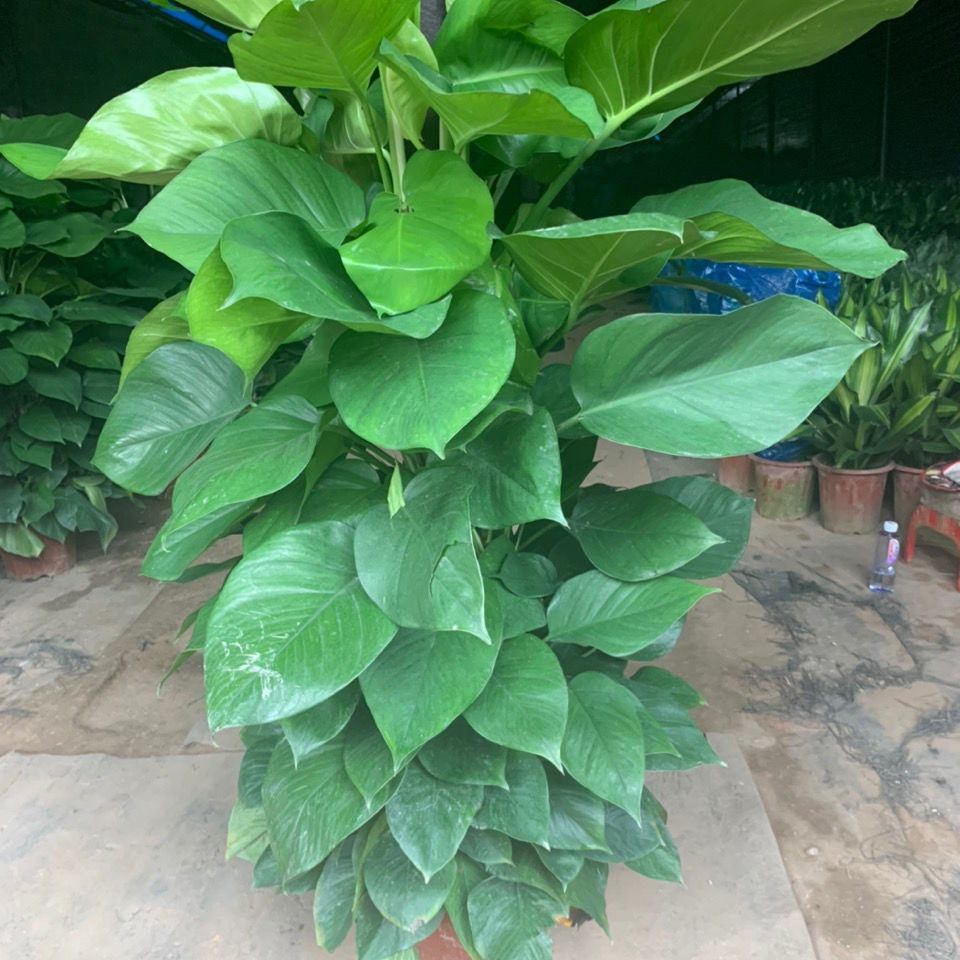 绿萝大盆栽大叶绿萝盆景室内办公室家居吸净化空气绿植花卉1415米原盆