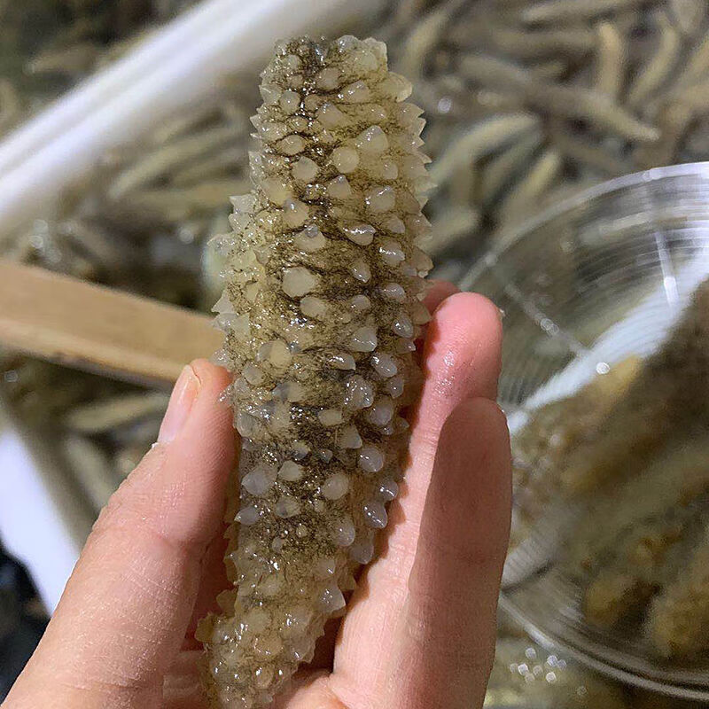 深海天然海参淡干小刺参黑参滋补营养海鲜干货大连海参20克约8条体验