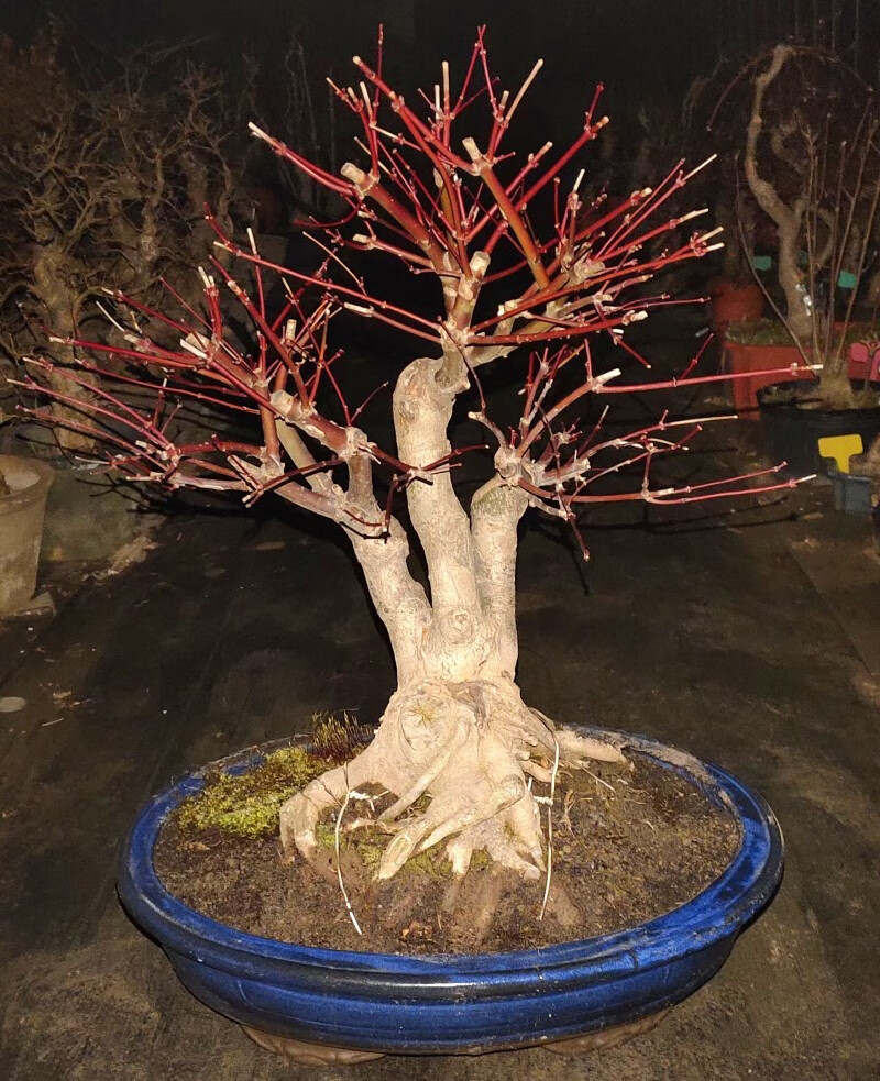 日本红枫盆景红舞姬盆栽老桩四季红枫树苗带叶子室内阳台庭院植物7年