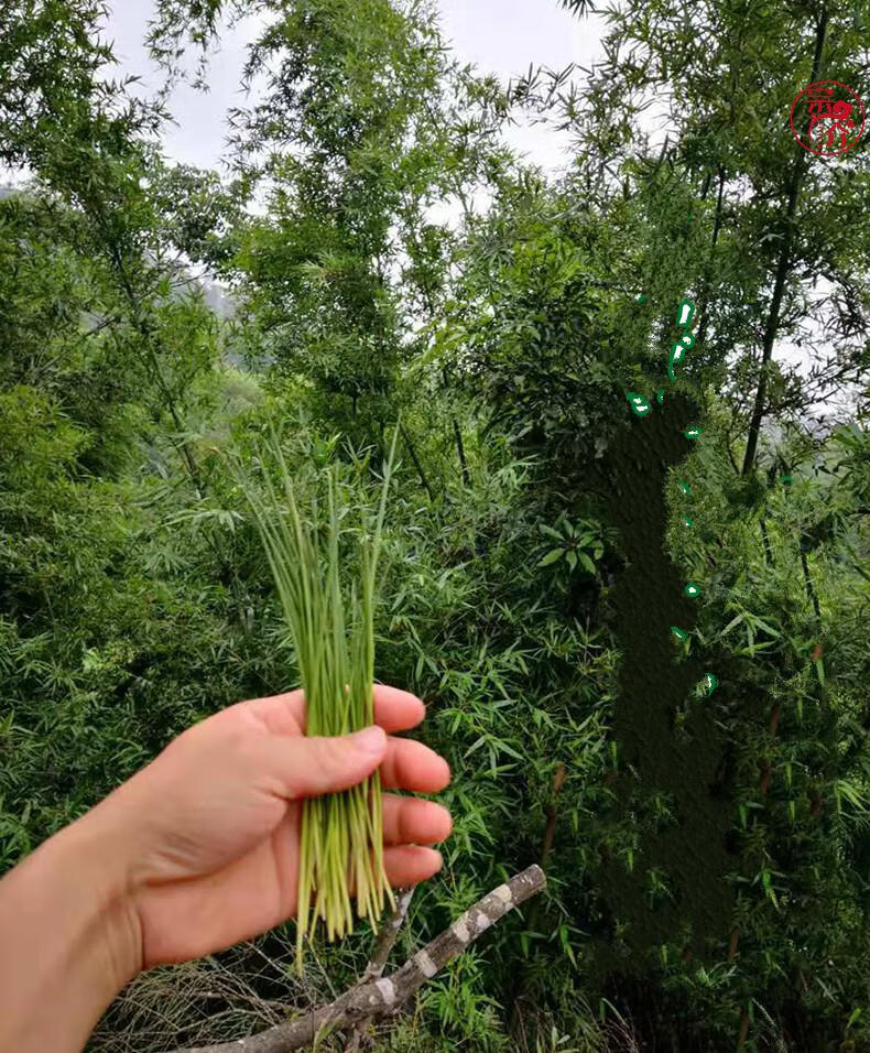 现采野生竹叶芯天然竹心嫩芽竹芯竹卷心新鲜嫩竹心凉茶100g【图片