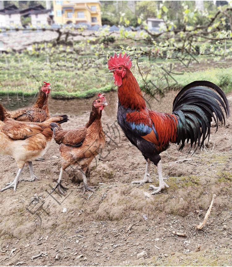 小鸡活苗活体贵州高脚土鸡苗家禽非五黑乌骨芦花青脚麻大冠斗鸡 25只