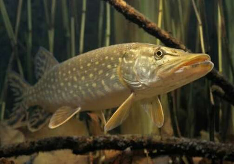 新疆福海冷水鱼新鲜白斑狗鱼又名乔尔泰900克稀有生鲜鱼