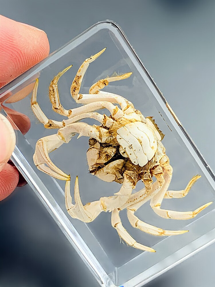 天然昆虫标本树脂海洋动物标本金龟子蚊子螃蟹甲虫蜘蛛真虫幼儿园银色