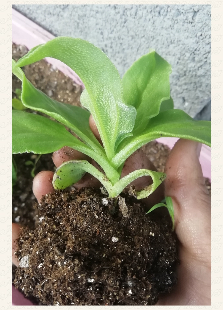 冰菜苗子冰菜种子冰草种籽春季蔬菜种孑阳台菜园野菜种苗冰菜苗子80棵