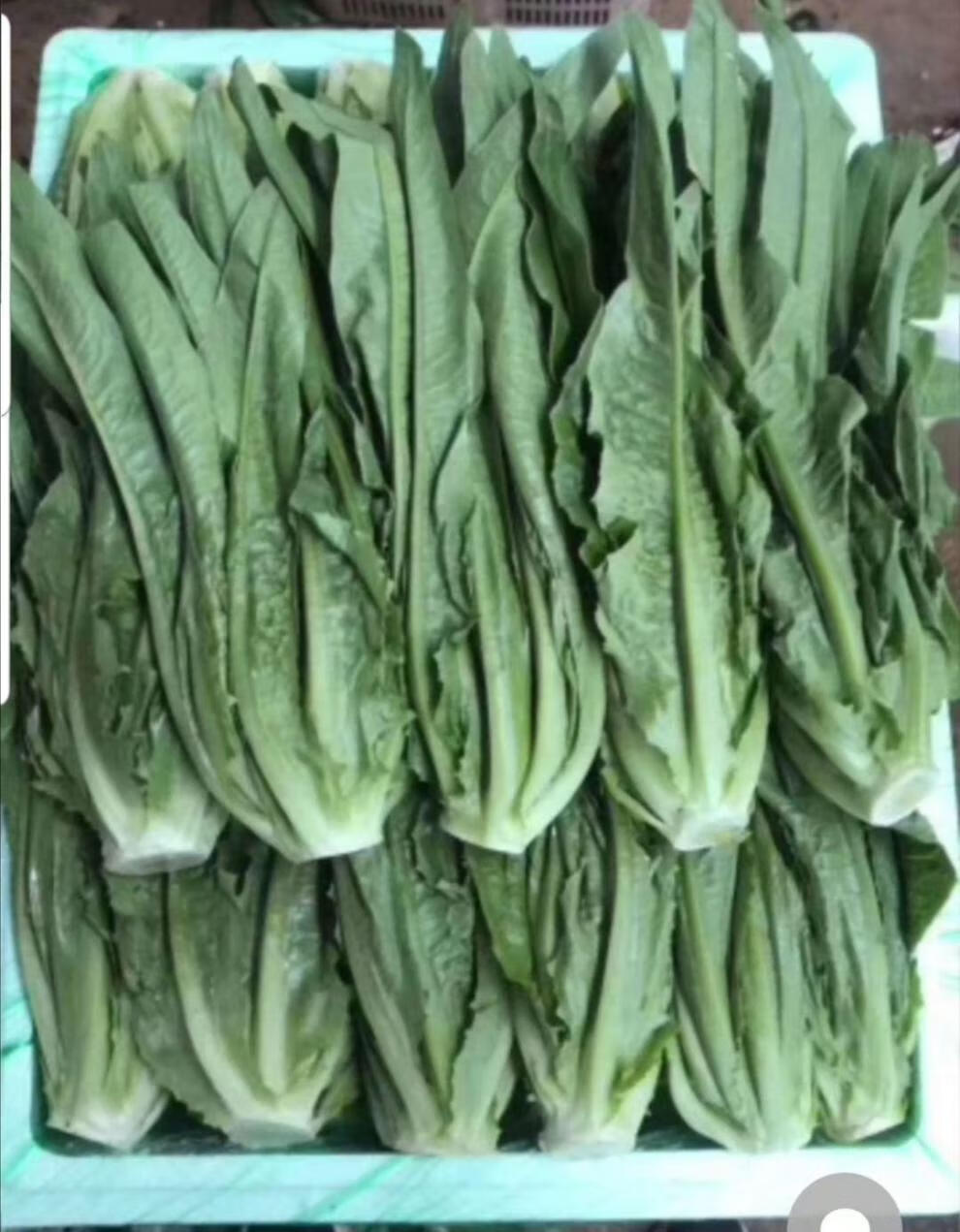 轻恋云南高原蔬菜新鲜油麦菜当季农家自种莜麦菜牛俐生菜时令叶菜3斤