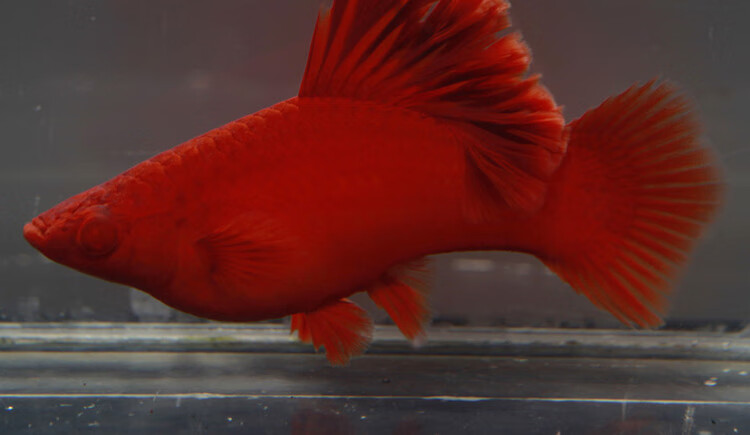 荣郁高鳍红箭鱼苗菊花帆红剑鱼狼牙热带鱼观赏鱼刀公新品5个月精品