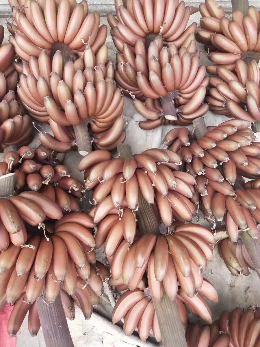 红皮香蕉红美人大香蕉新鲜整箱咖啡蕉自然熟红色蕉qq 1500g【图片