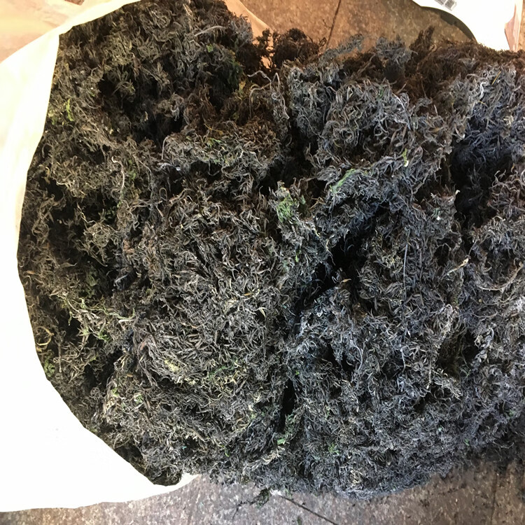 羊栖菜 500g 温州洞头特产长寿菜鹿角菜海草2022年新菜 500g 原味