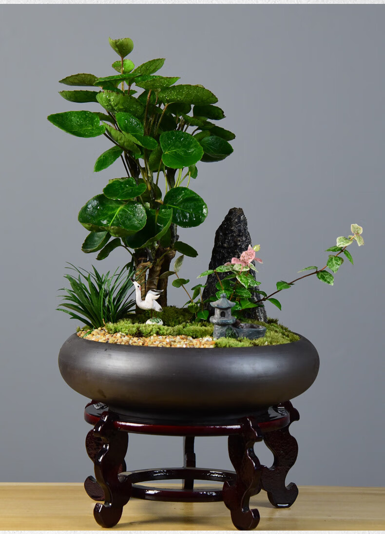 钱多多福禄桐金钱兜盆栽客厅办公室内绿植吸甲醛净化空气盆景 境林