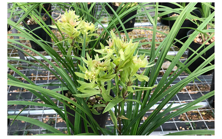 兰花苗大唐盛世奇花浓香春兰铭品冬带花苞好养绿植花卉盆栽大唐盛世3