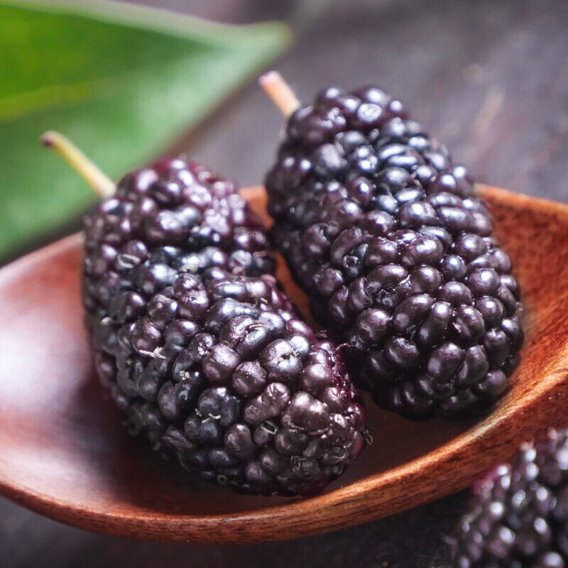 福东海 桑葚干 泡茶精选桑椹子泡茶黑桑葚子500克 桑葚干250g*2罐