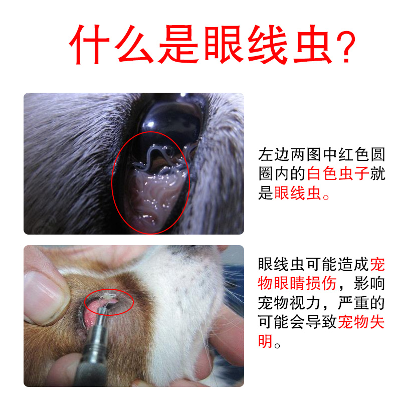 左旋咪唑滴眼液打蟲藥注射鹽酸犬貓咪寵物狗狗眼線蟲滴眼液4瓶