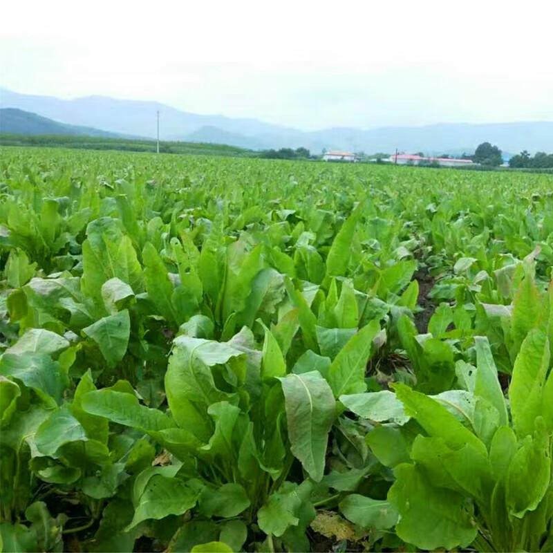 食葉草種子高產耐寒牧草種子進口草籽牛羊豬雞鴨鵝魚食用草種花鄉鄰里