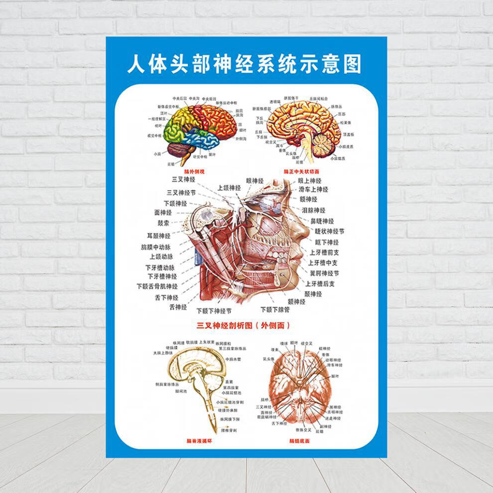 头部脑神经解剖示意图宣传画教学医院科室人体医学挂图墙贴 大脑解剖