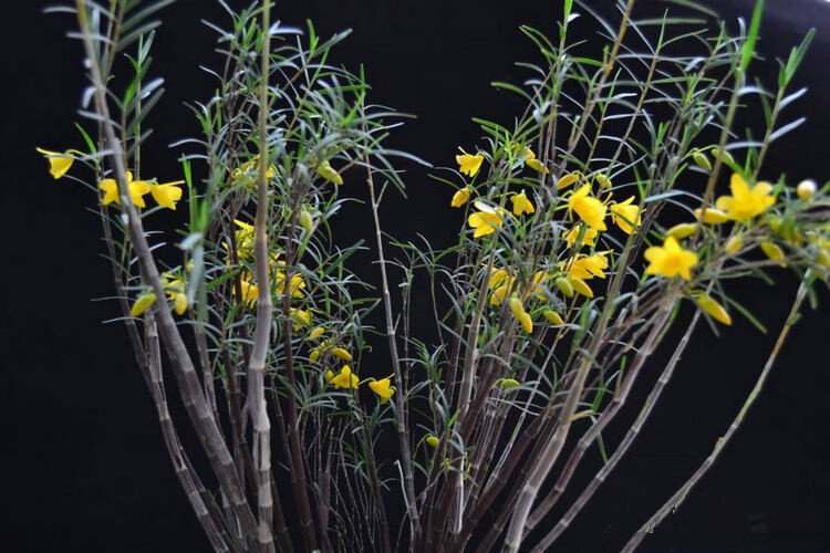 姬竹叶石斛 四川特产石斛 像竹子一样优雅黄色花非常好养兰花盆景