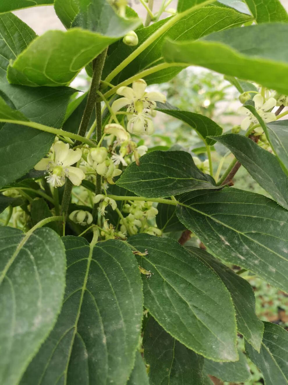 软枣猕猴桃苗树南北方种植正宗软枣子盆栽地栽阳台龙城二号圆枣子