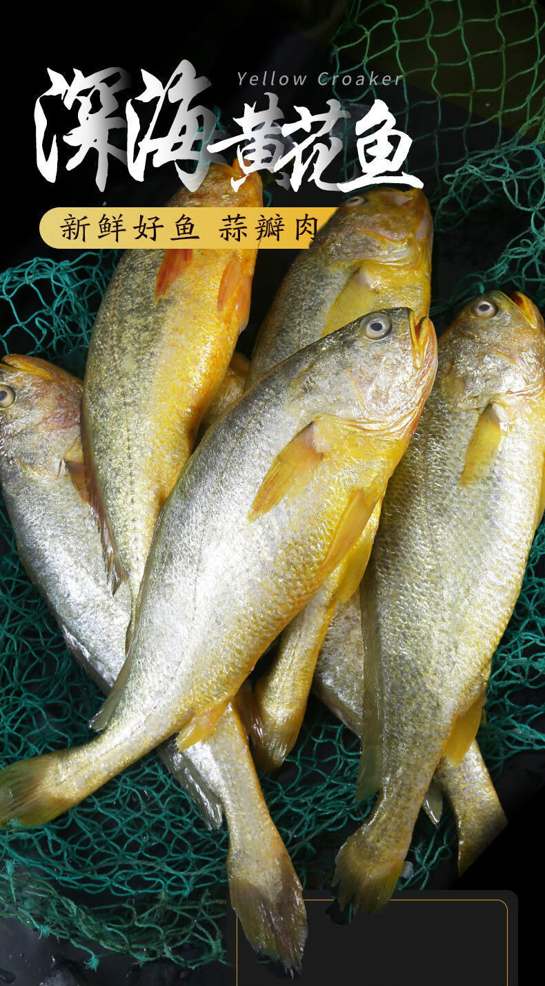 青岛大黄花鱼活鱼急冻黄鱼小黄鱼肉海鲜大全水产鲜活海鱼冷冻黄花鱼4