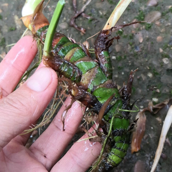 野生龙根水菖蒲耐阴四季常青水培盆景养鱼龟缸挺水绿色水生绿植龙根水