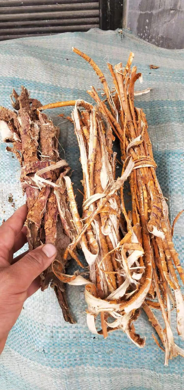 特2019年新货老桑树根皮桑根皮桑白皮老桑皮一1斤白桑皮洗伊梵麦