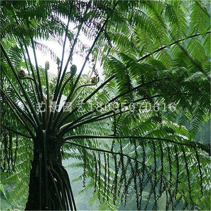 基地直销正宗桫椤树苗名贵绿植蛇木蕨类植物笔筒树别墅庭院观赏树